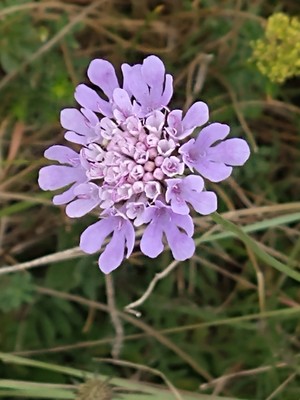 photo of Field Scabious