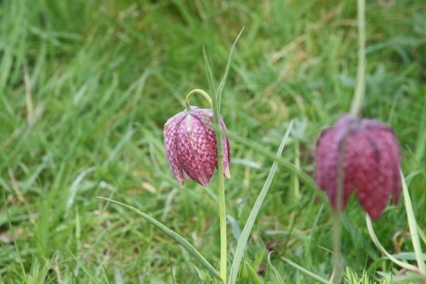 photo of Snake's Head Fritillary