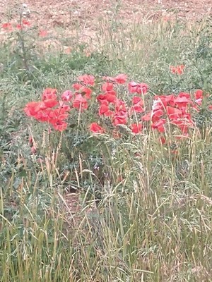 photo of Common Poppy