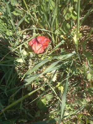 photo of Common Poppy