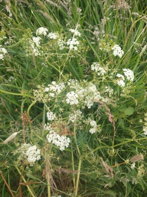 photo of Cow Parsley