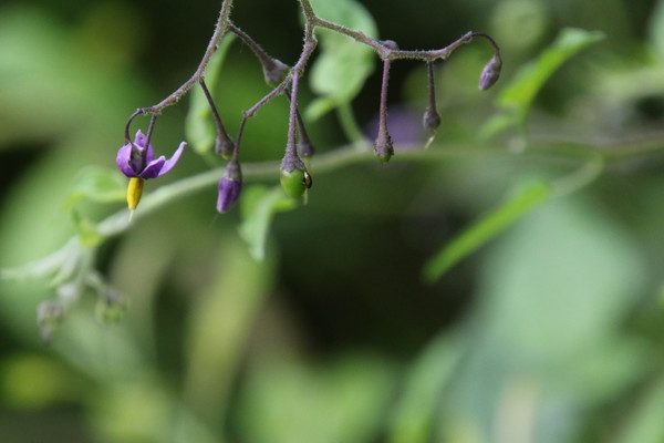 photo of Bittersweet