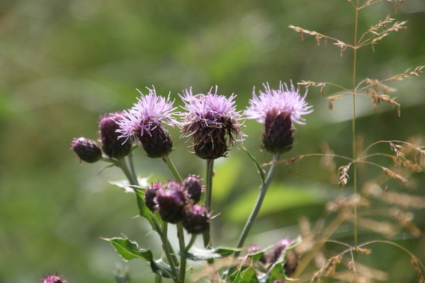 photo of Creeping Thistle