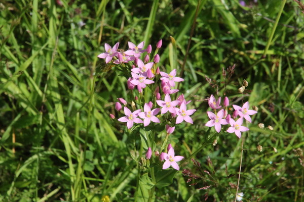 photo of Common Centaury