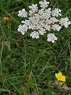 photo of Wild Carrot