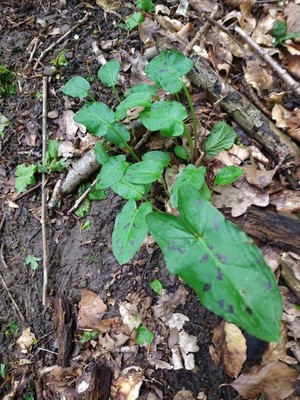 photo of Lords And Ladies