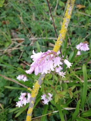 photo of Spanish Bluebell