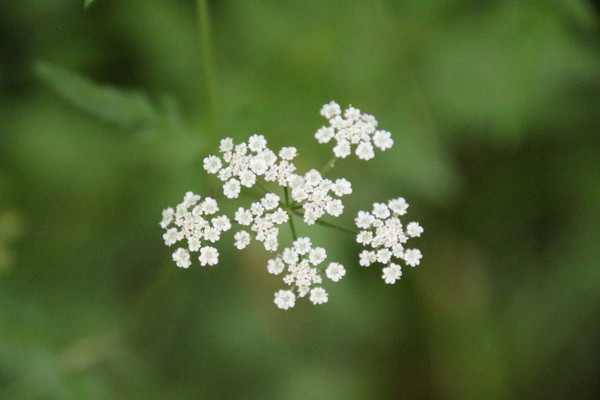 photo of Upright Hedge Parsley