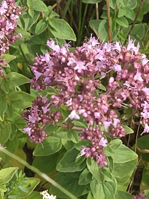 photo of Wild Marjoram