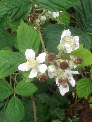 photo of Dewberry