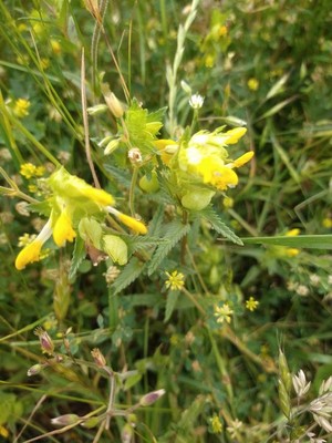photo of Yellow Rattle