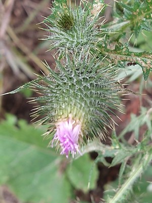 photo of Spear Thistle