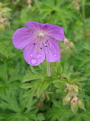 photo of Meadow Crane's Bill