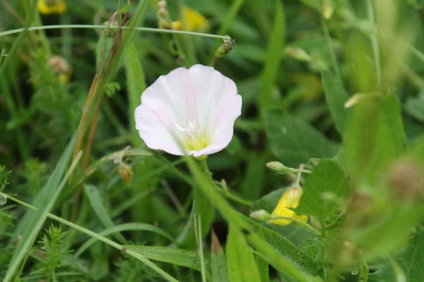 photo of Field Bindweed