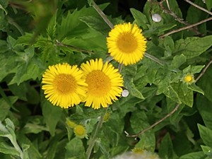 photo of Common Fleabane