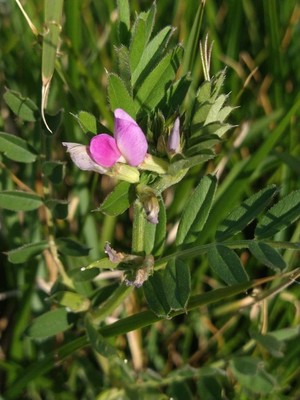 photo of Common Vetch