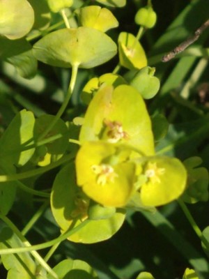 photo of Leafy Spurge