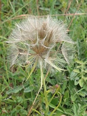 photo of Goat's Beard