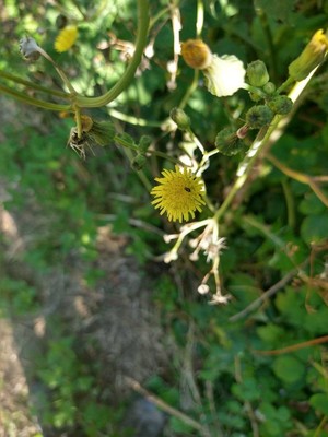 photo of Prickly Sow Thistle
