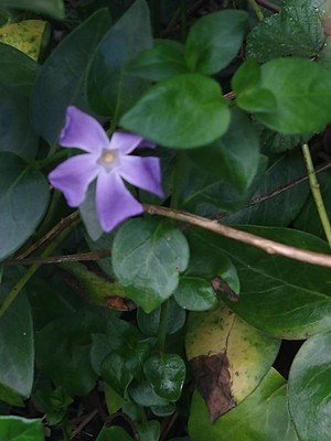 photo of Greater Periwinkle