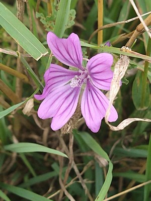 photo of Common Mallow
