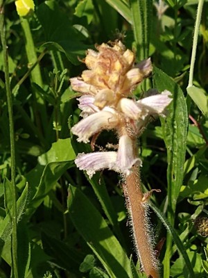 photo of Common Broomrape