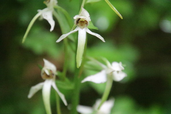 photo of Lesser Butterfly Orchid