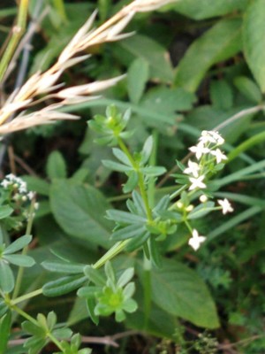photo of Hedge Bedstraw