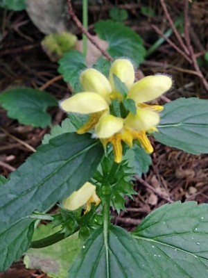 photo of Yellow Archangel