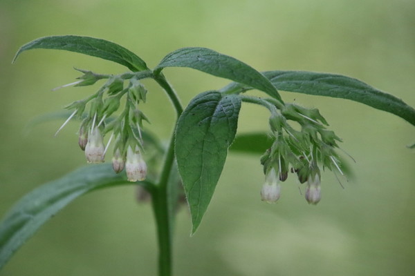 photo of Common Comfrey