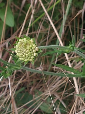 photo of Field Scabious