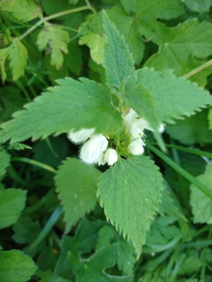 photo of White Dead Nettle