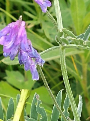 photo of Fodder Vetch