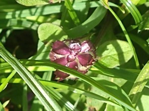 photo of Selfheal