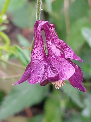 photo of Dark Columbine