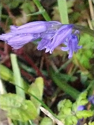 photo of Bluebell