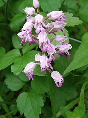 photo of Military Orchid