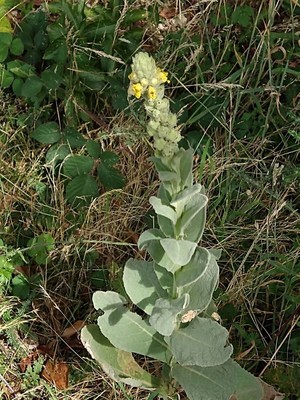 photo of Great Mullein