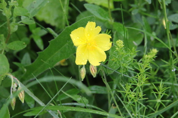 photo of Common Rockrose