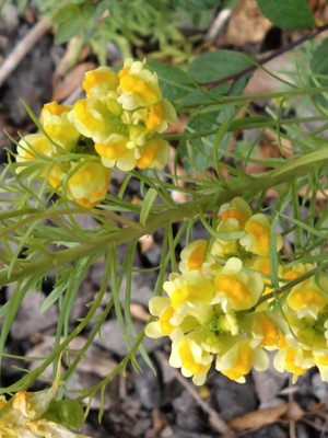 photo of Common Toadflax