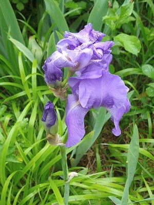 photo of Bearded Iris