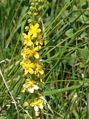 photo of Agrimony