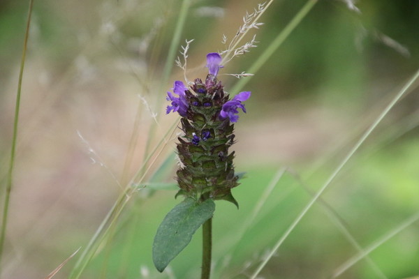 photo of Selfheal