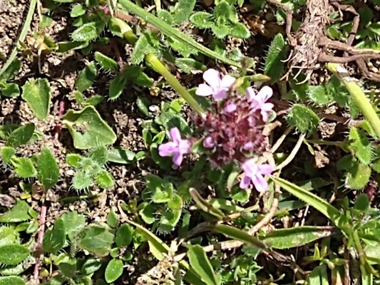 photo of Wild Thyme