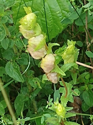 photo of Yellow Rattle