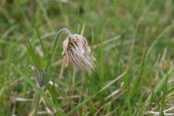photo of Pasqueflower