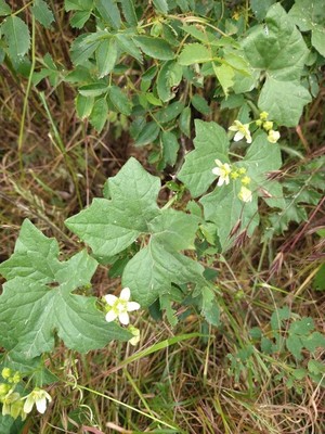 photo of White Bryony