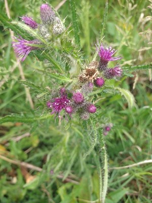 photo of Marsh Thistle