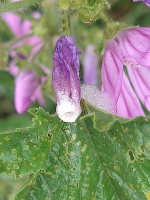 photo of Common Mallow