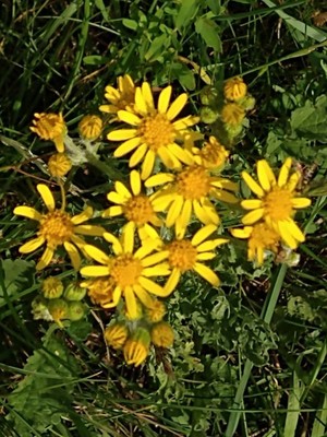 photo of Ragwort